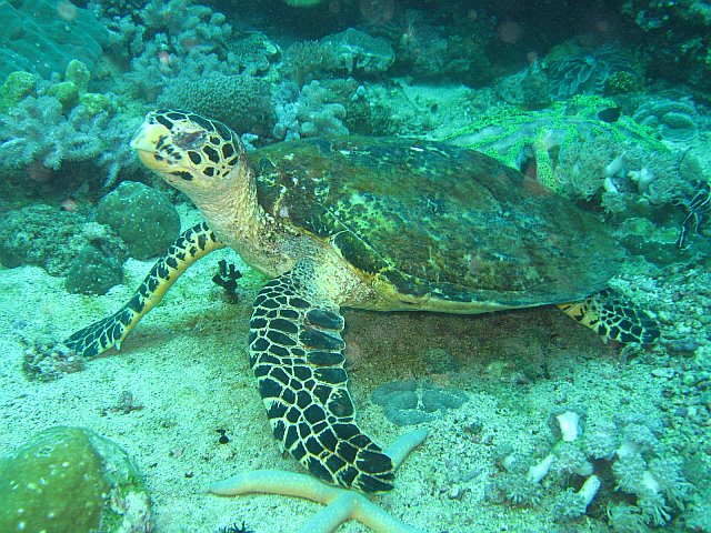 Hawksbill_Turtle_found_at_Sinandigan_Wall,_Sabang,_Mindoro_Island,_Philippines